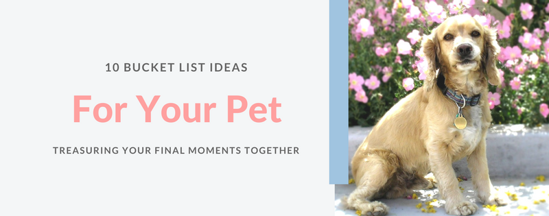 10 Bucket List ideas for your pet