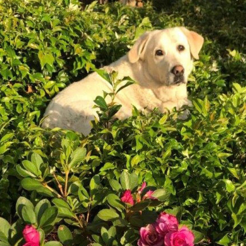 Bella_Sunset Vets Pet Memorials