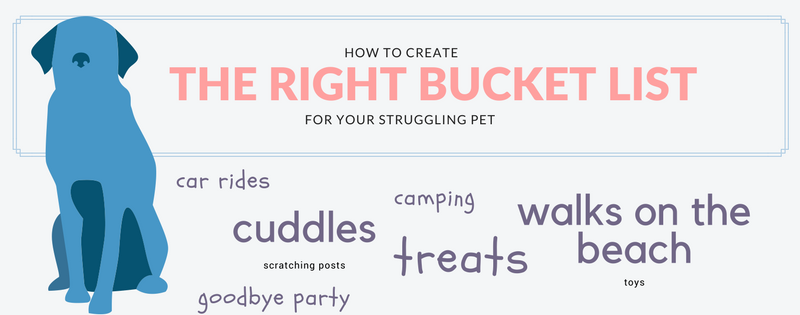 Pets bucket list