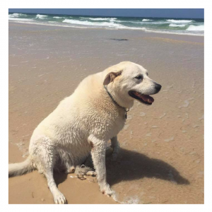 Labrador on beach