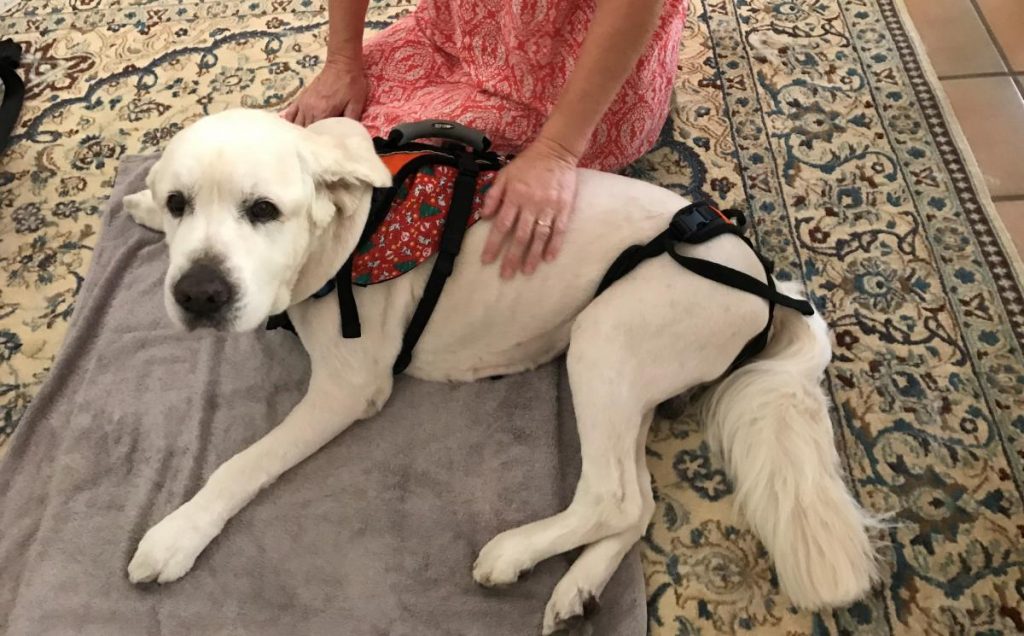 Dog on towel