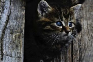 Counselling and Support for pet loss_kitten