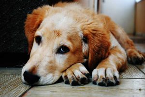 Counselling and Support for pet loss_dog-lying-on-paws
