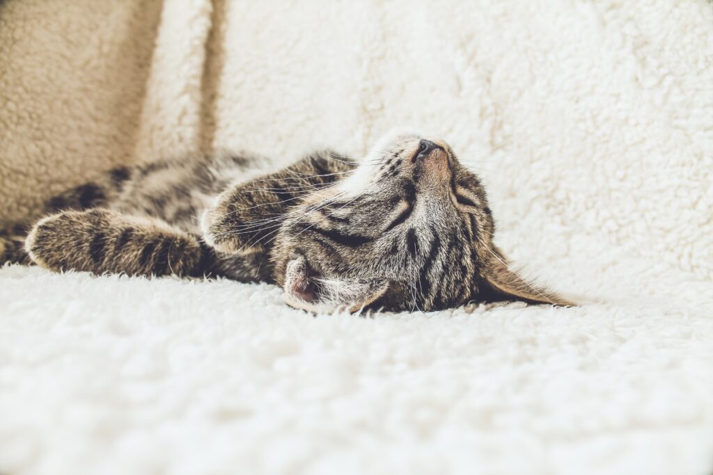 Keeping Senior Pets Cool In Hot Weather