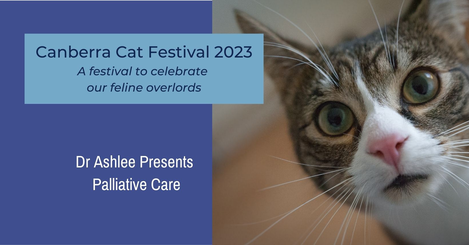 Dr Ashlee to Present at Canberra Cat Festival Sunset Vets
