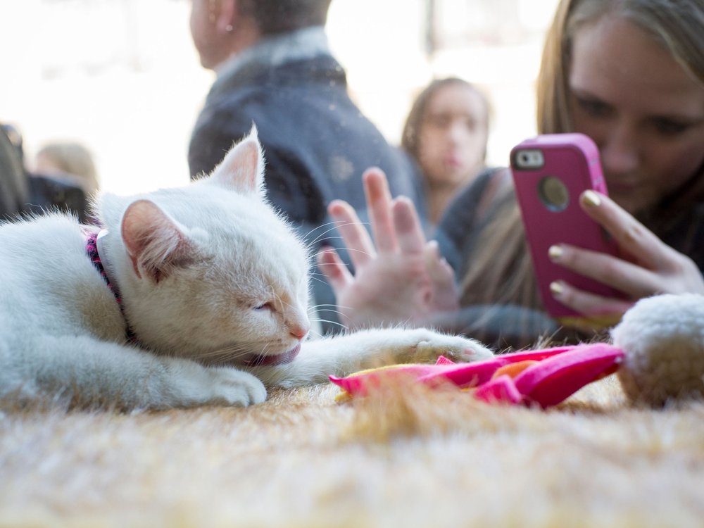 Canberra Cat Festival 2023