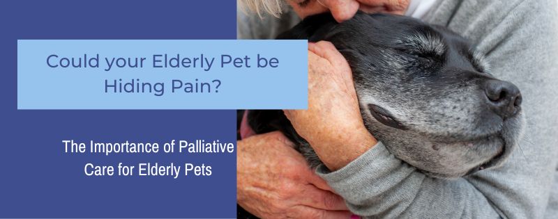 Could your Elderly Pet be Hiding Pain