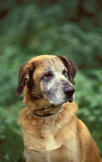 The Importance of Palliative Care for Elderly Pets