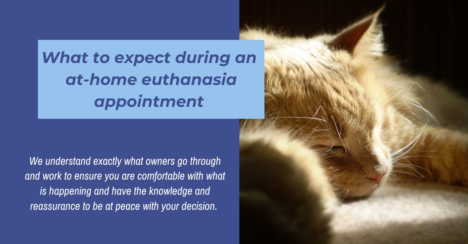 What to expect during an athome euthanasia visit Sunset Vets