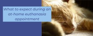 What to expect during an at-home euthanasia appointment _Sunset Vets