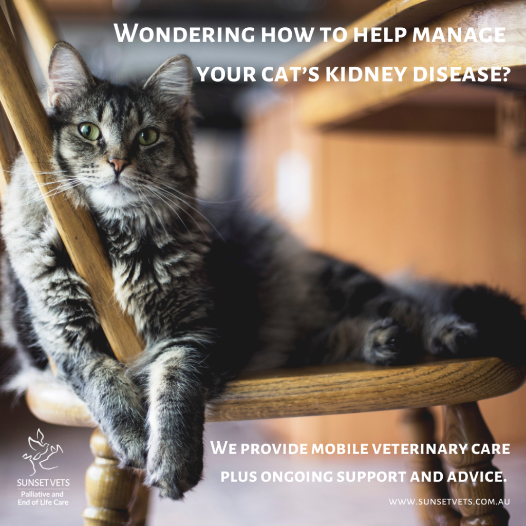Ambassador Social Media Resource. How to manage your cat's kidney disease