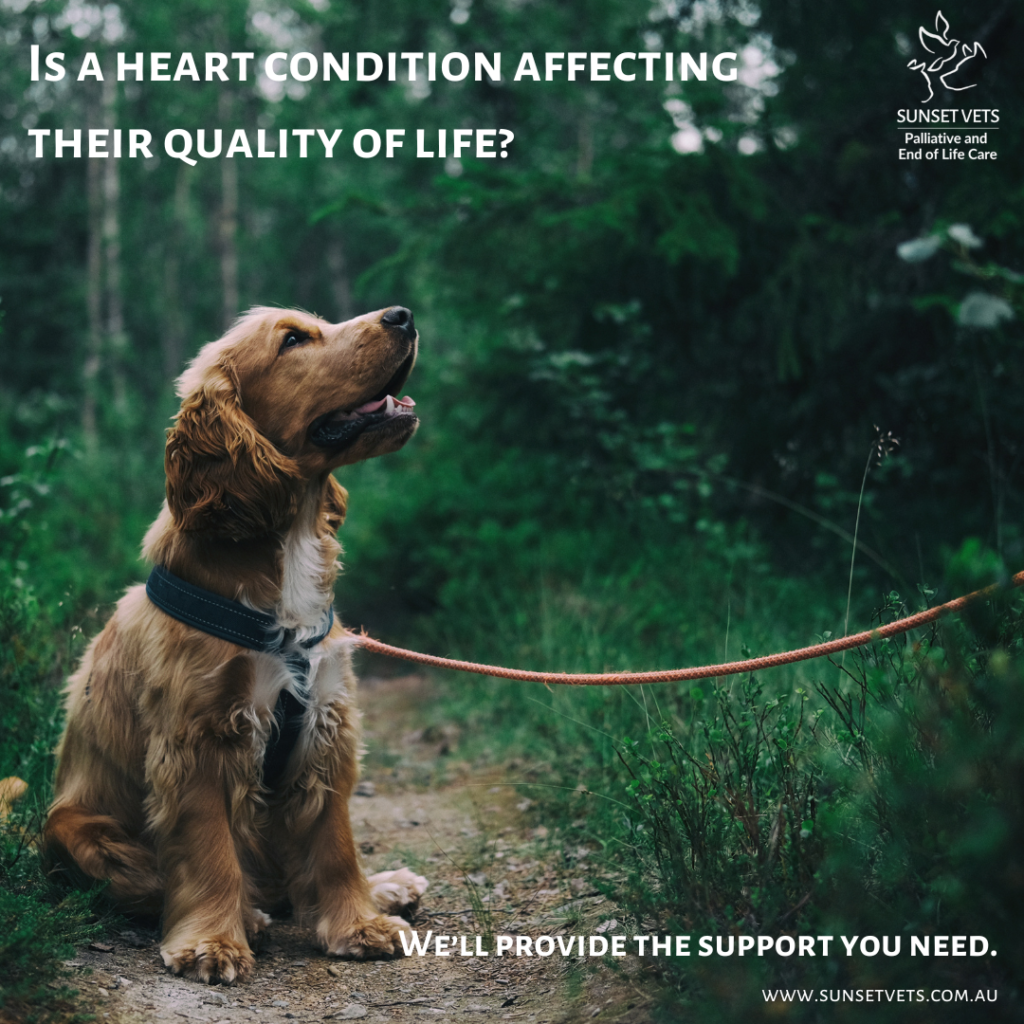 Ambassador Program_Is a heart condition affecting your pets quality of life