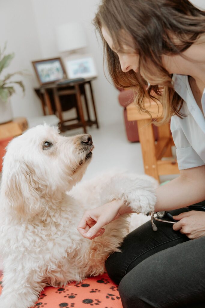 National Palliative Care Week shines a light on end-of-life care for Pets