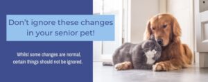 Sunset Vets_Don’t ignore these changes in your senior pet!