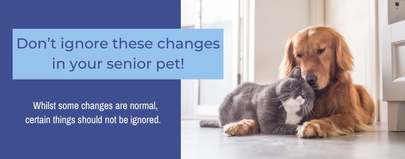 Sunset Vets_Don’t ignore these changes in your senior pet!