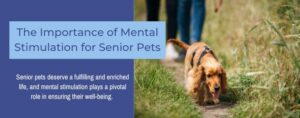 Mentally stimulating your senior pets