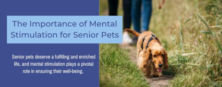 The Importance of Mental Stimulation for Senior Pets | Sunset Vets ... - Senior Dogs Eating Grass For Mental Stimulation