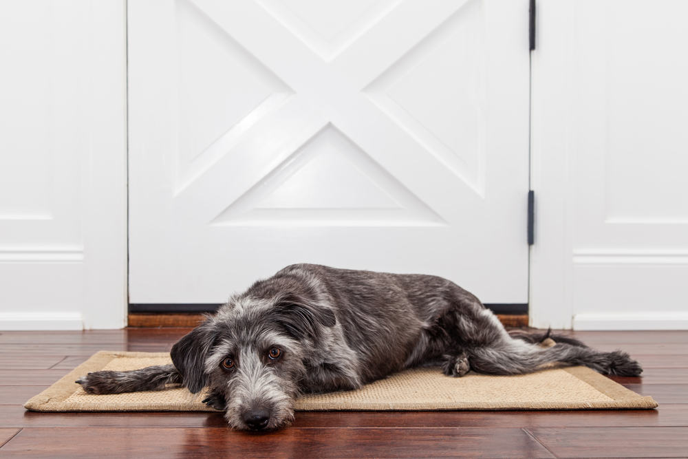 How you can help your pet with their chronic illness