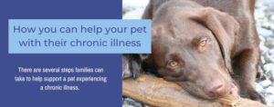 Sunset Vets_How you can help your pet with their chronic illness