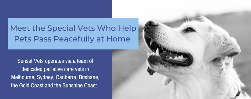 Sunset Vets_Meet the Special Vets Who Help Pets Pass Peacefully at Home (1)