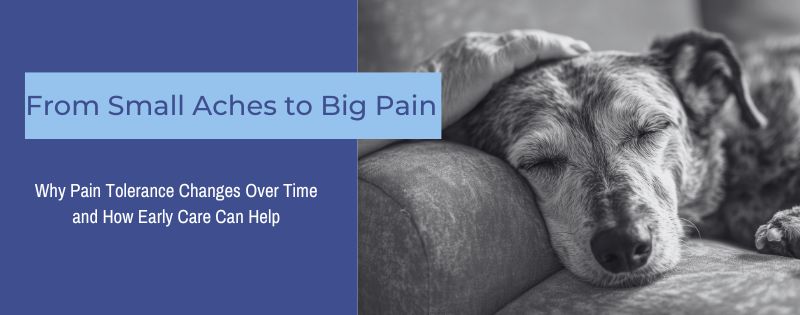 Sunset Vets_Pain Blog