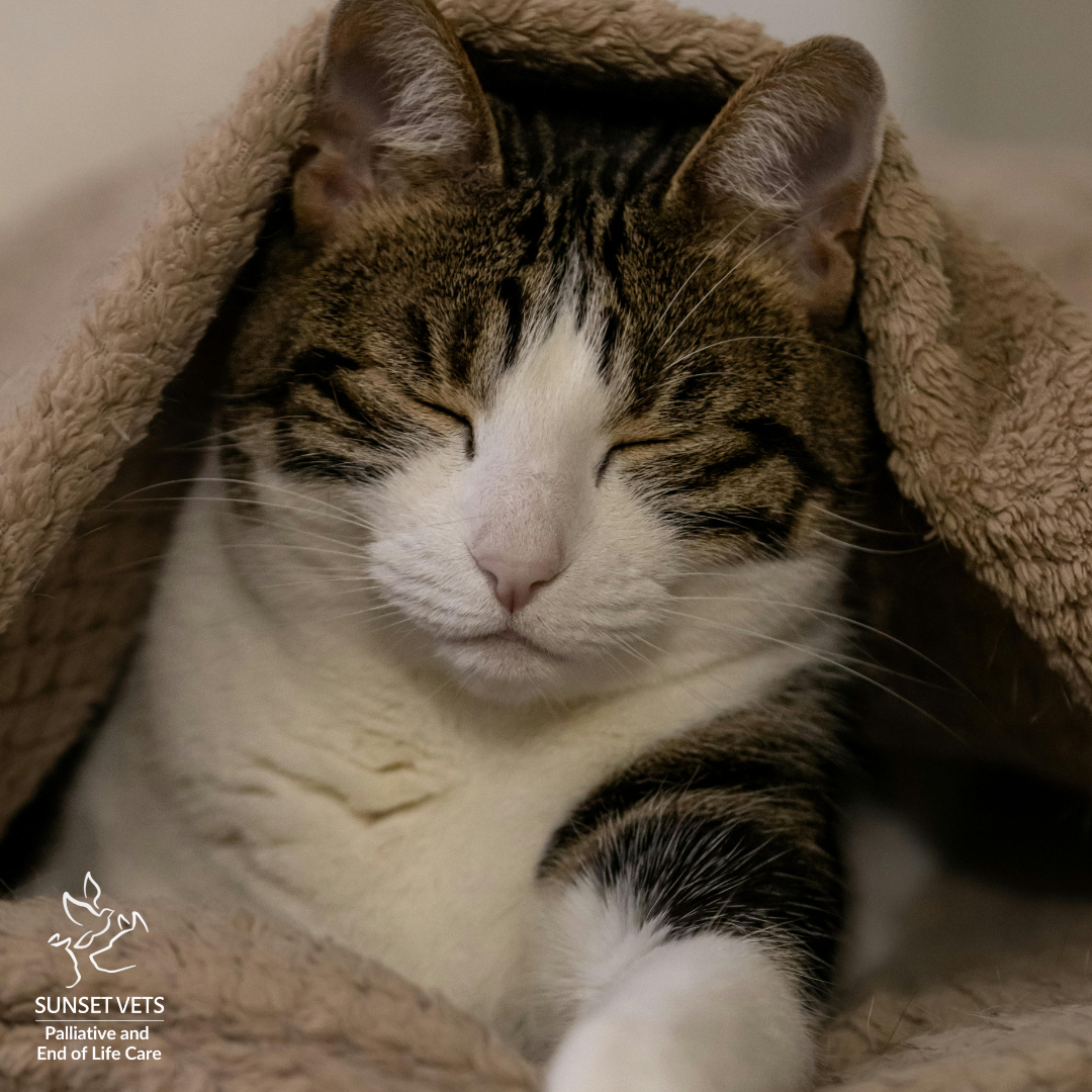 Older cat resting peacefully under blankets during a gentle in-home euthanasia appointment