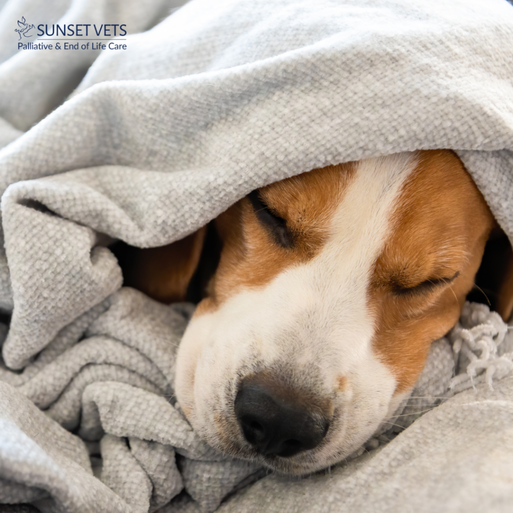 Dog sleeping comfortably under warm blanket