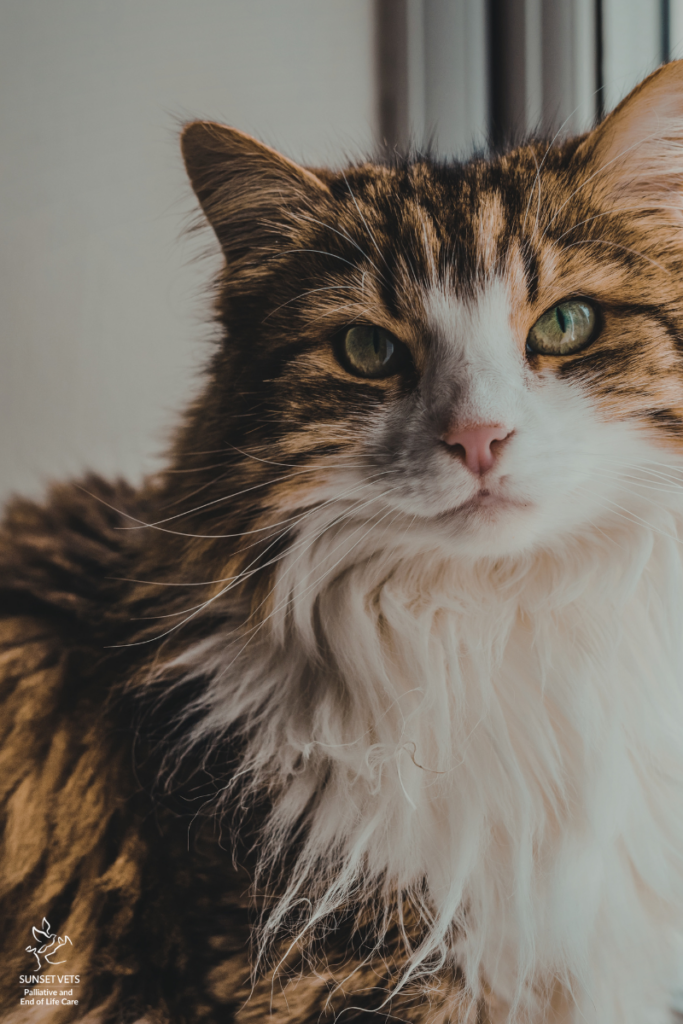 An older cat with a cancer diagnosis supported by Sunset vets palliative care team.