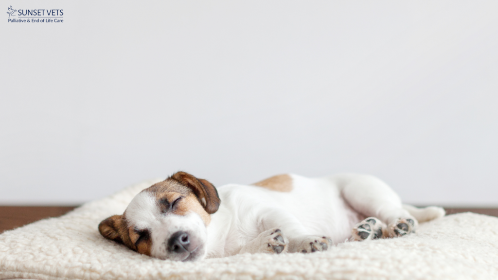 Cancer can sadly affect pets of all ages. Sunset Vets is an Australia wide palliative care team and we're here for you if you are facing this diagnosis.