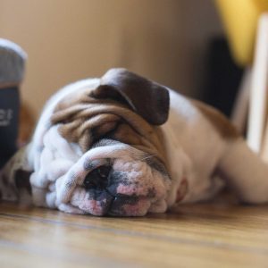 At-home Euthanasia for dogs