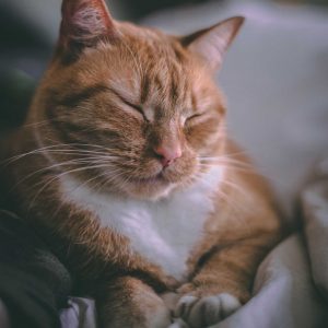 In-Home Euthanasia for Cats