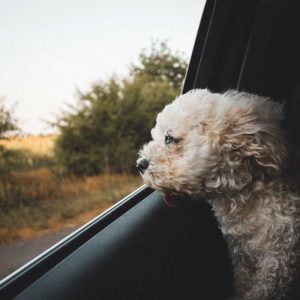 aa1-dog-in-car-looking-out