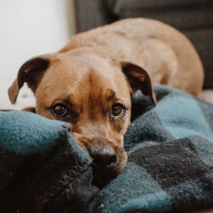 aa1-dog-on-rug