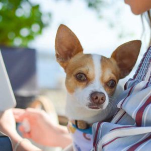 aa1-girl-holding-dog